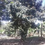 emerson ferreira20230820 114235