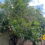 emerson ferreira2026 003 1