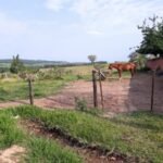 emerson ferreira001 24