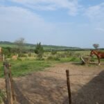 emerson ferreira002 25