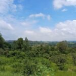 emerson ferreira002 3