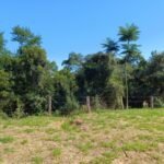 emerson ferreira005 27