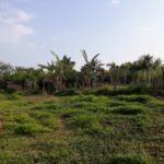 emerson ferreira007 25