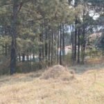 emerson ferreira008 7