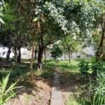 emerson ferreira012 14