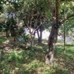 emerson ferreira013 15