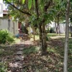 emerson ferreira015 15