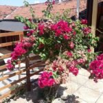 emerson ferreira015 5