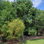 emerson ferreira027 3