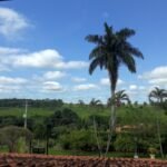 emerson ferreira049 2