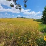 emerson ferreira2026 001 1