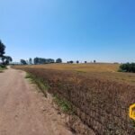 emerson ferreira2026 001