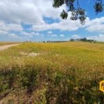 emerson ferreira2026 002 1