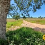 emerson ferreira2026 005 1