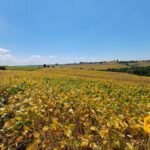 emerson ferreira2026 006 1