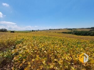 emerson ferreira2026 006 1