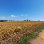 emerson ferreira2026 006