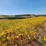 emerson ferreira2026 007 1