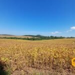 emerson ferreira2026 007