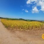 emerson ferreira2026 008 1