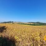 emerson ferreira2026 008