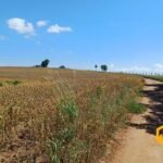 emerson ferreira2026 009