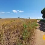 emerson ferreira2026 010