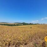 emerson ferreira2026 011