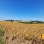 emerson ferreira2026 012