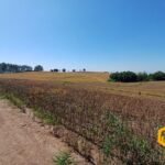 emerson ferreira2026 015